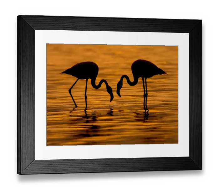 Framed Print : Flamingo Wading Bird Framed Print : Flamingo Wading Bird