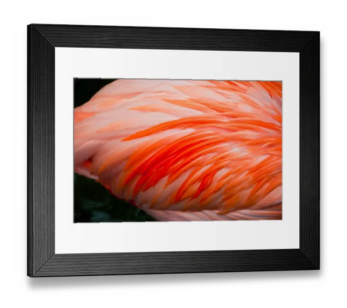Framed Print : Flamingo Pink Framed Print : Flamingo Pink