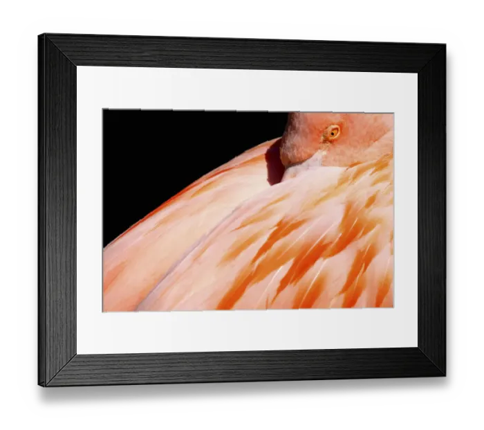Framed Print : Flamingo, Galapagos Islands, Ecuador Framed Print : Flamingo, Galapagos Islands, Ecuador