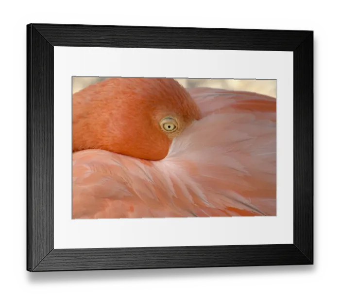 Framed Print : Portrait of a flamingo in Flamingos Beach. Aruba Framed Print : Portrait of a flamingo in Flamingos Beach. Aruba
