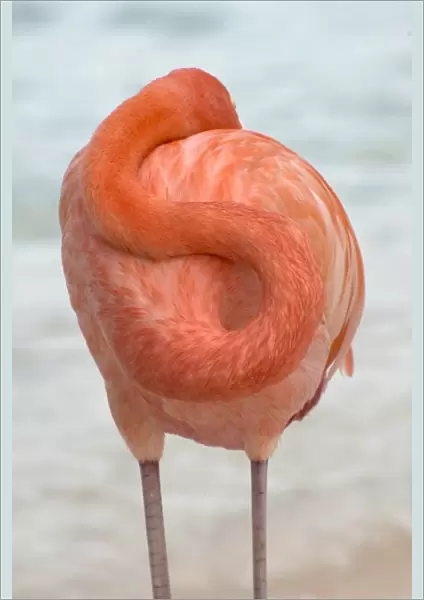 Flamingos in Flamingos Beach. Aruba