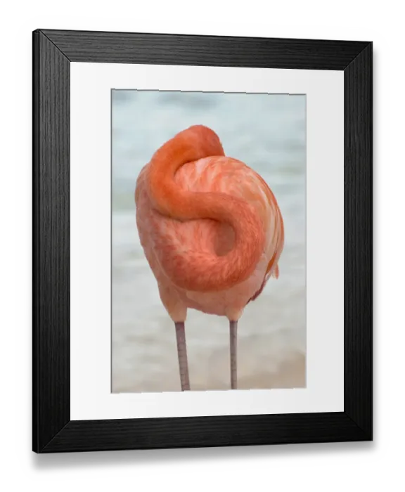 Framed Print : Flamingos in Flamingos Beach. Aruba Framed Print : Flamingos in Flamingos Beach. Aruba