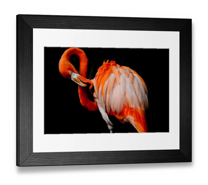 Framed Print : American Flamingo Framed Print : American Flamingo