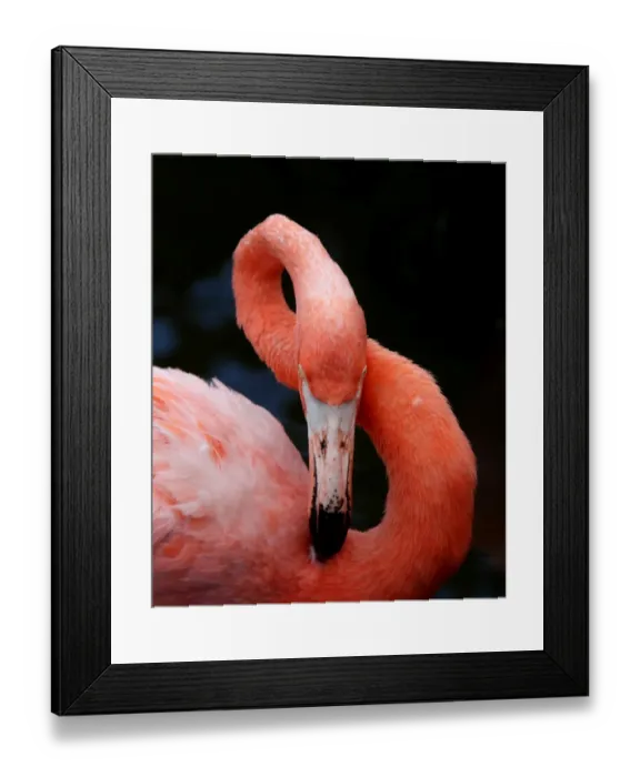 Framed Print : Close-up of a preening pink Flamingo showing its flexible long neck make a figure 8 Framed Print : Close-up of a preening pink Flamingo showing its flexible long neck make a figure 8