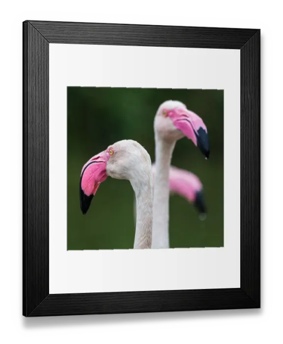 Framed Print : Square crop of a trio of Greater flamingos Framed Print : Square crop of a trio of Greater flamingos