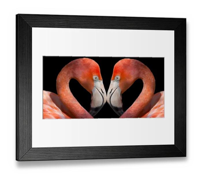 Framed Print : Animals, Birds, Places, Zoo, avian, black, close, close-up, closeup, color, colorful Framed Print : Animals, Birds, Places, Zoo, avian, black, close, close-up, closeup, color, colorful
