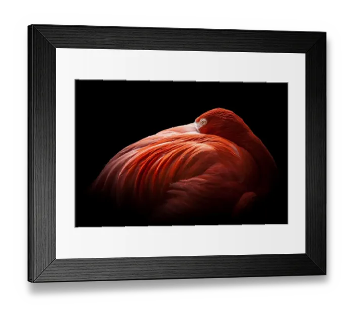 Framed Print : Flamingo Wading Bird, 170083779 Framed Print : Flamingo Wading Bird, 170083779