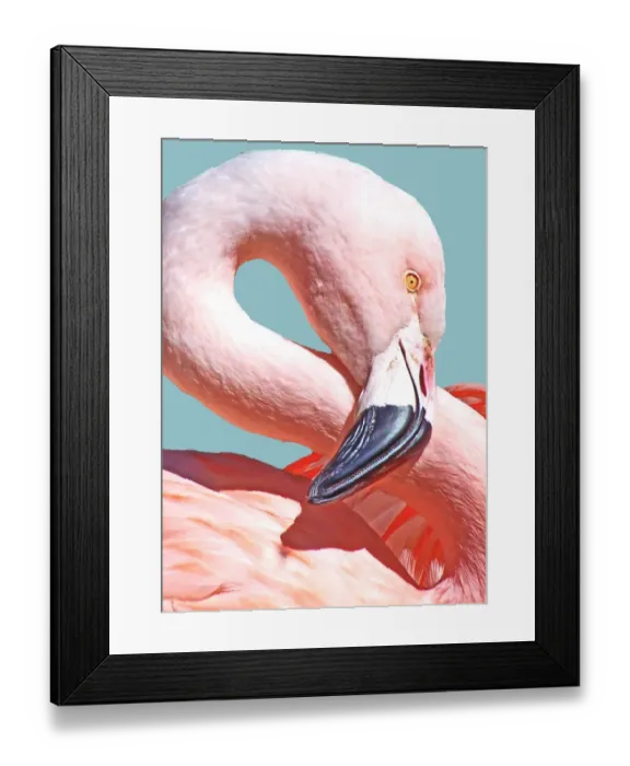 Framed Print : Flamingo Figure 8 Framed Print : Flamingo Figure 8