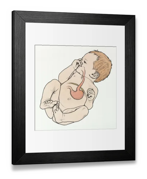 Framed Print : Anatomy, Baby, Beginnings, Biomedical Illustration, Caucasian Appearance, Childhood Framed Print : Anatomy, Baby, Beginnings, Biomedical Illustration, Caucasian Appearance, Childhood