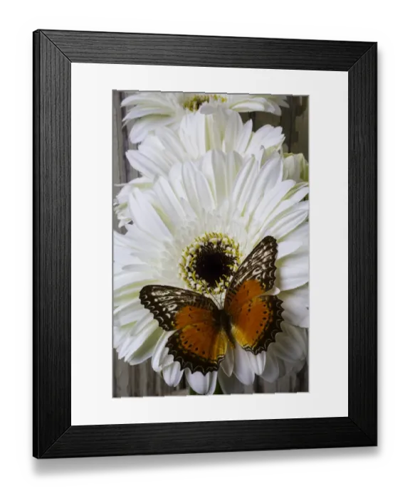 Framed Print : Orange Butterfly On White Daisy Framed Print : Orange Butterfly On White Daisy