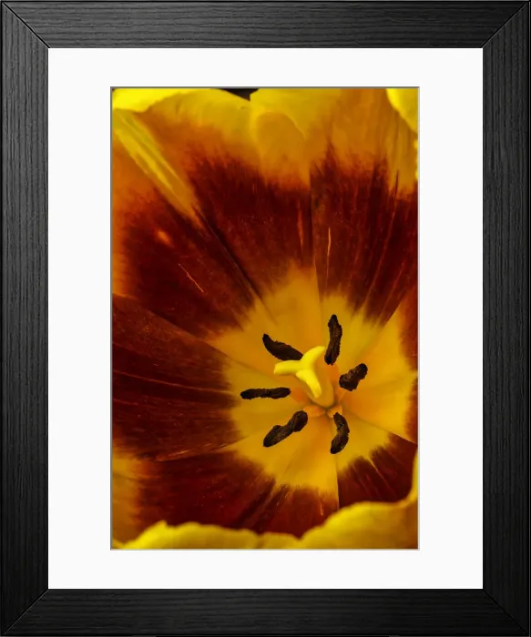 Framed Print : Inside Red And Yellow Tulip Framed Print : Inside Red And Yellow Tulip