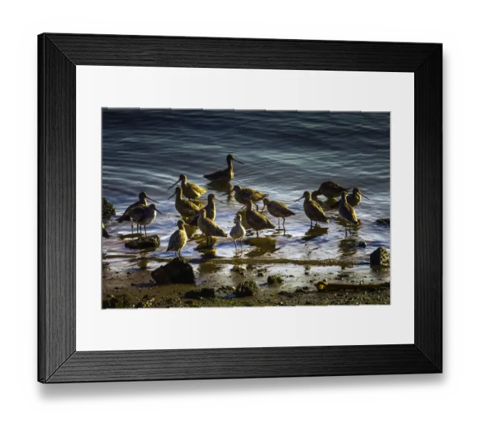 Framed Print : Shorebirds