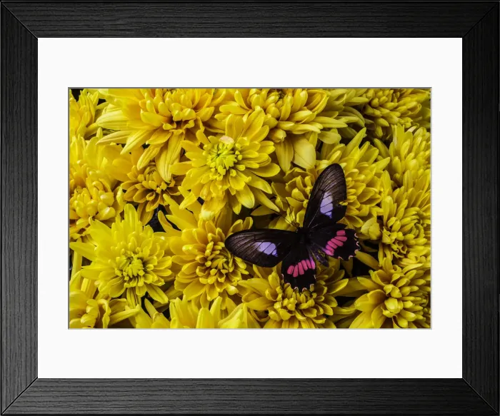 Framed Print : Black And Red Butterfly Framed Print : Black And Red Butterfly