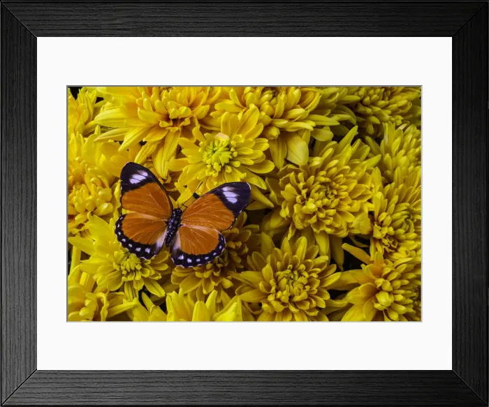 Framed Print : Orange Butterfly On Yellow Mums Framed Print : Orange Butterfly On Yellow Mums
