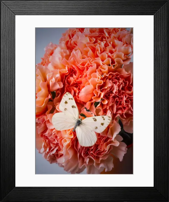 Framed Print : White Butterfly On Pink Carnations Framed Print : White Butterfly On Pink Carnations