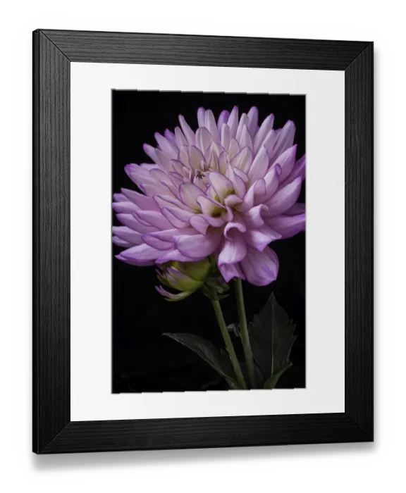 Framed Print : Corn Kernals Framed Print : Corn Kernals