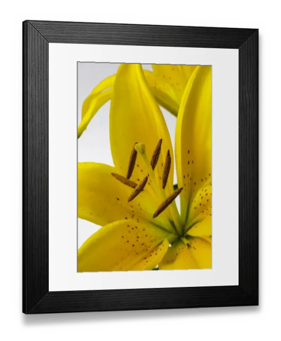 Framed Print : Yellow Tiger Lily Framed Print : Yellow Tiger Lily