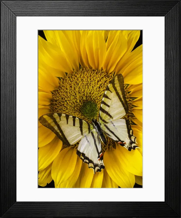 Framed Print : White Butterfly On Sunflower Framed Print : White Butterfly On Sunflower
