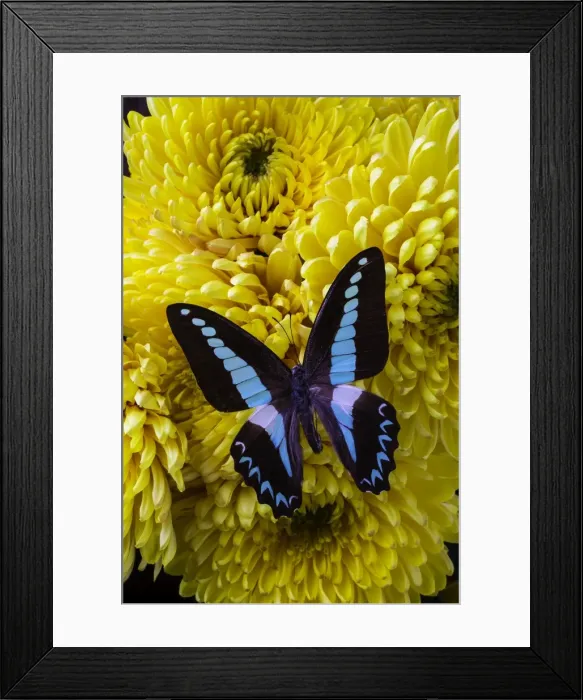 Framed Print : Blue, Black, Butterfly, insect, wings Framed Print : Blue, Black, Butterfly, insect, wings