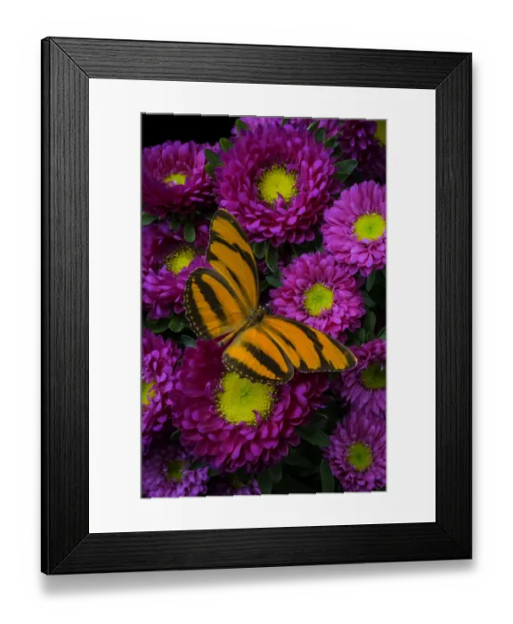 Framed Print : Butterfly, Matsumoto, flowers, insect, wings Framed Print : Butterfly, Matsumoto, flowers, insect, wings