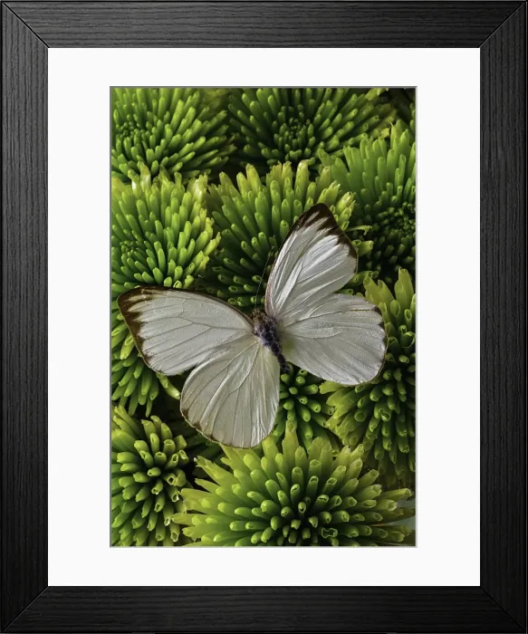 Framed Print : White butterfly on green poms Framed Print : White butterfly on green poms