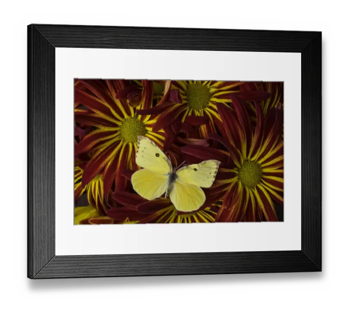 Framed Print : Yellow butterfly close up Framed Print : Yellow butterfly close up