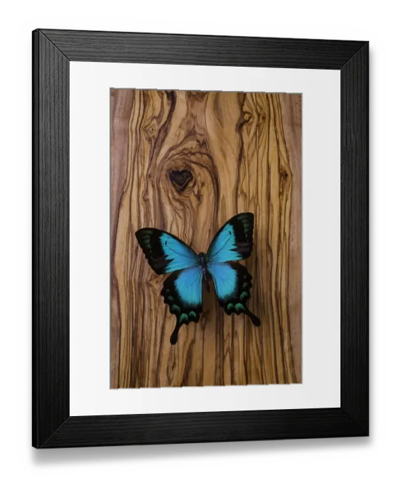 Framed Print : Blue butterfly on wood grain Framed Print : Blue butterfly on wood grain