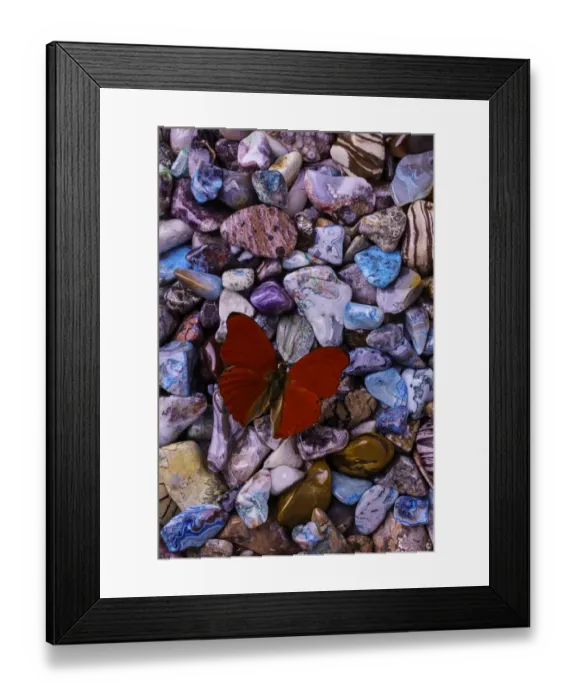 Framed Print : Butterfly on colored stones Framed Print : Butterfly on colored stones