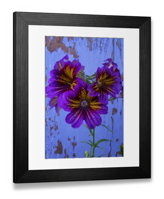 Framed Print : Painted tongue flower Framed Print : Painted tongue flower
