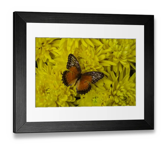 Framed Print : Orange butterfly Framed Print : Orange butterfly
