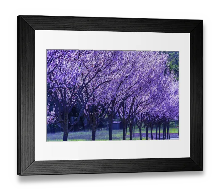 Framed Print : Blooming, Cherry, trees, branches Framed Print : Blooming, Cherry, trees, branches