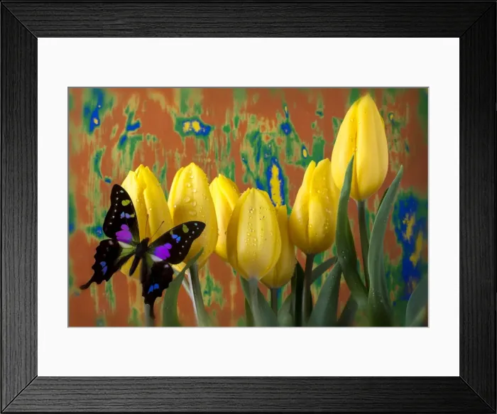 Framed Print : Butterfly dreams on yellow tulips Framed Print : Butterfly dreams on yellow tulips