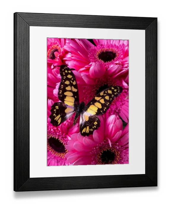 Framed Print : Butterfly on pink daises Framed Print : Butterfly on pink daises