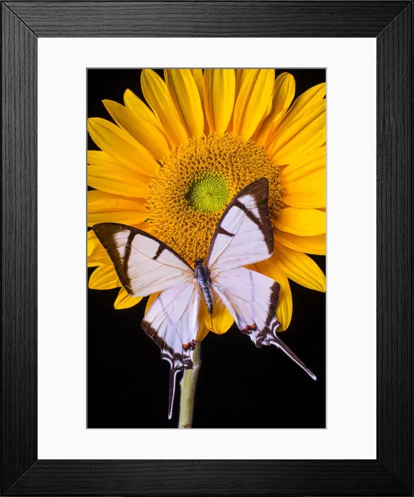 Framed Print : Exotic white butterfly Framed Print : Exotic white butterfly