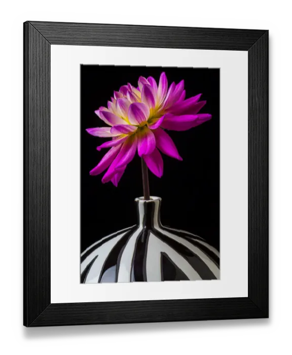 Framed Print : Pink Dahlia striped vase, flower Framed Print : Pink Dahlia striped vase, flower