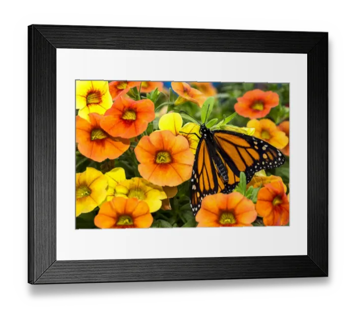 Framed Print : Monarch among the flowers Framed Print : Monarch among the flowers