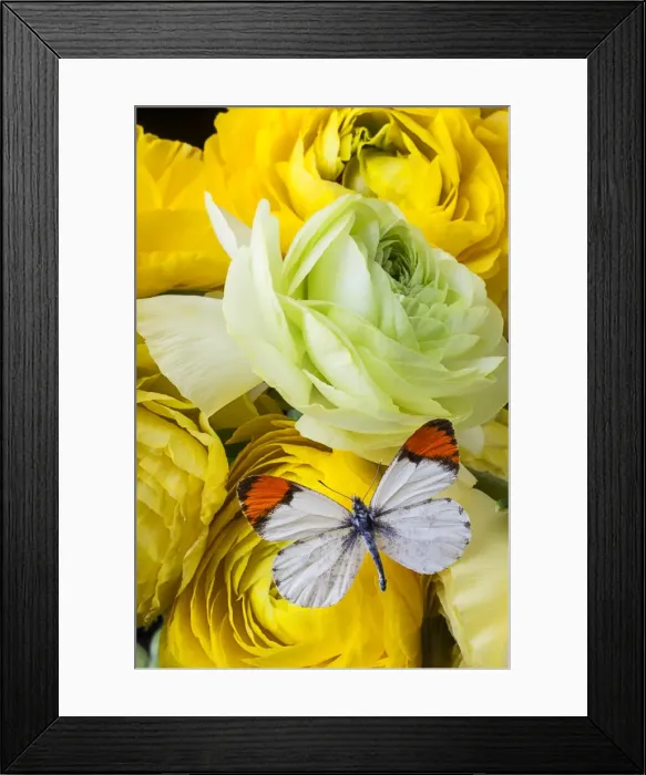 Framed Print : Ranunculus and butterfly Framed Print : Ranunculus and butterfly
