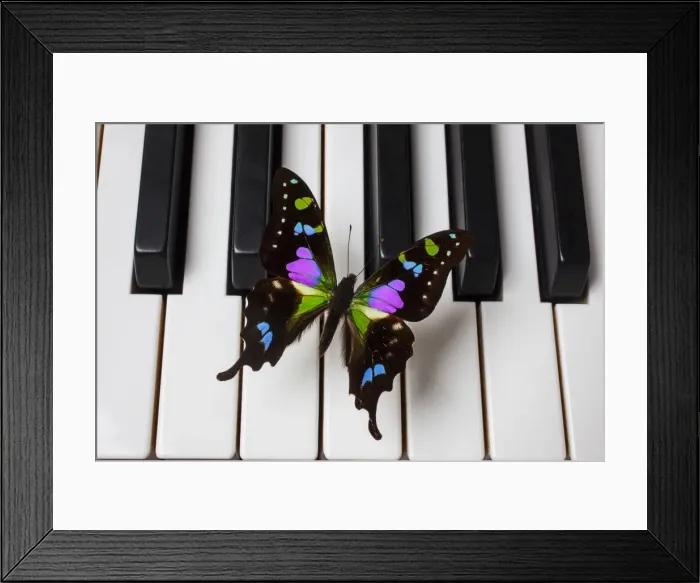 Framed Print : Black and purple butterfly Framed Print : Black and purple butterfly