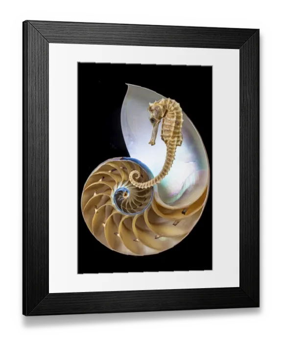 Framed Print : Chambered nautilus with seahorse Framed Print : Chambered nautilus with seahorse