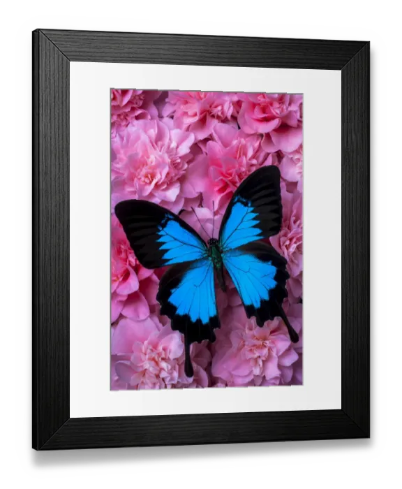 Framed Print : Pink camilla and blue butterfly Framed Print : Pink camilla and blue butterfly