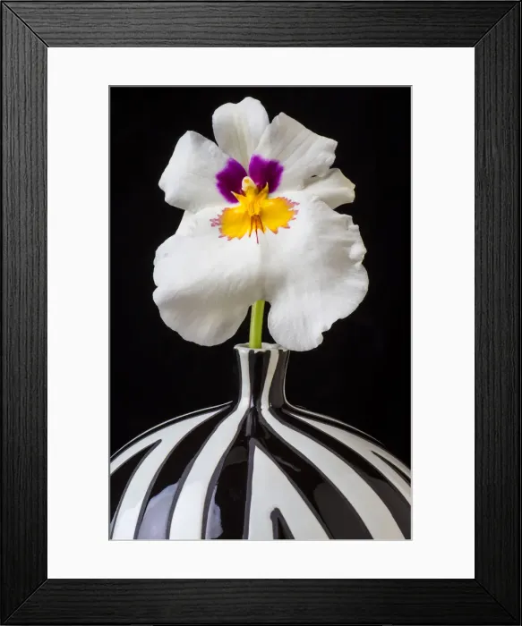 Framed Print : Orchid striped vase, f, ower. petals Framed Print : Orchid striped vase, f, ower. petals