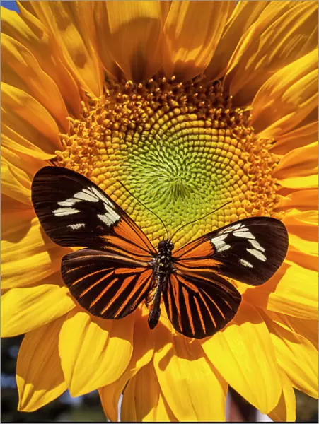Sunflower with speckled butterfly