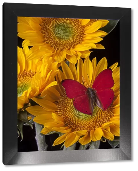 Red buttefly, three sunflowers, flowers