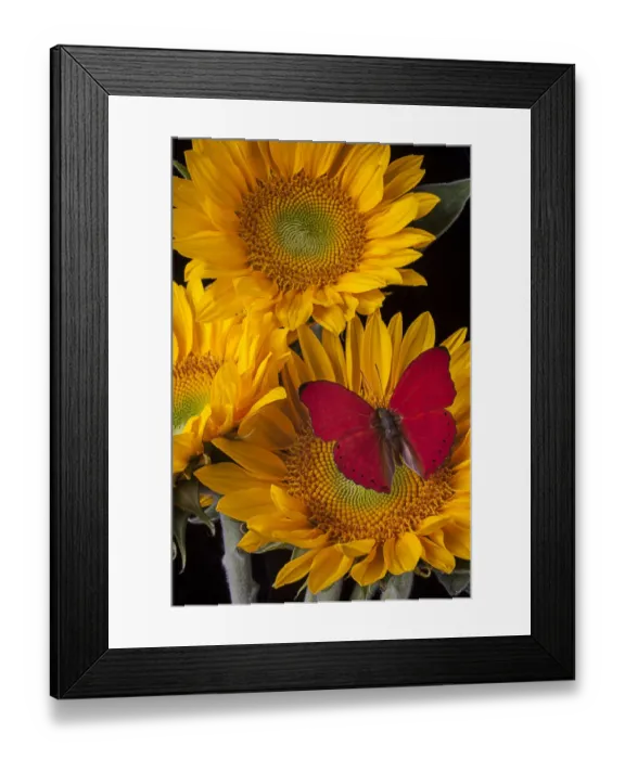Framed Print : Red buttefly, three sunflowers, flowers Framed Print : Red buttefly, three sunflowers, flowers