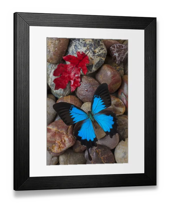 Framed Print : Red leaf, blue, butterfly, insect