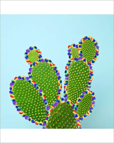 Cactus with Tyedye Puffballs