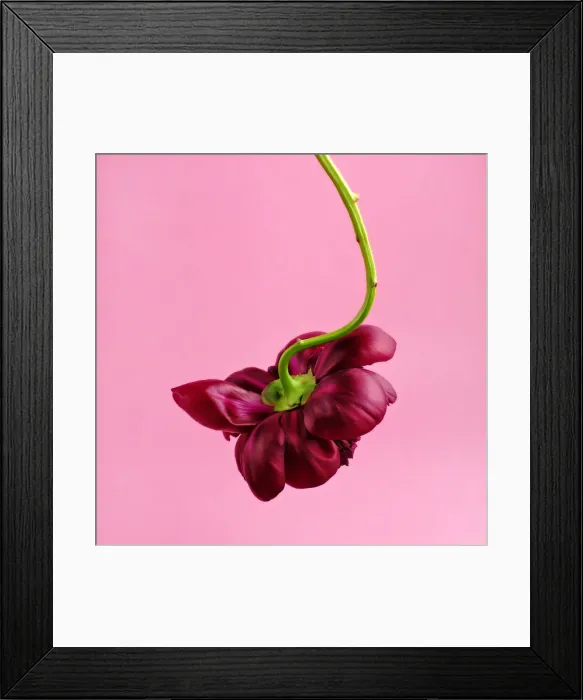 Framed Print : Red Peony Flower on Pink Background