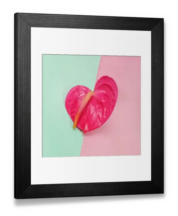 Framed Print : Pink anthurium on color blocked background Framed Print : Pink anthurium on color blocked background