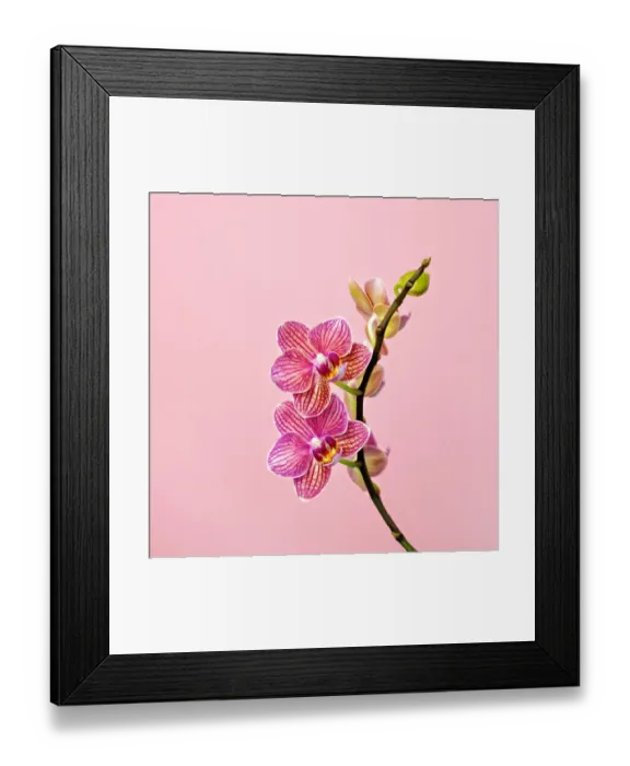Framed Print : Pink Orchid in Bloom Framed Print : Pink Orchid in Bloom