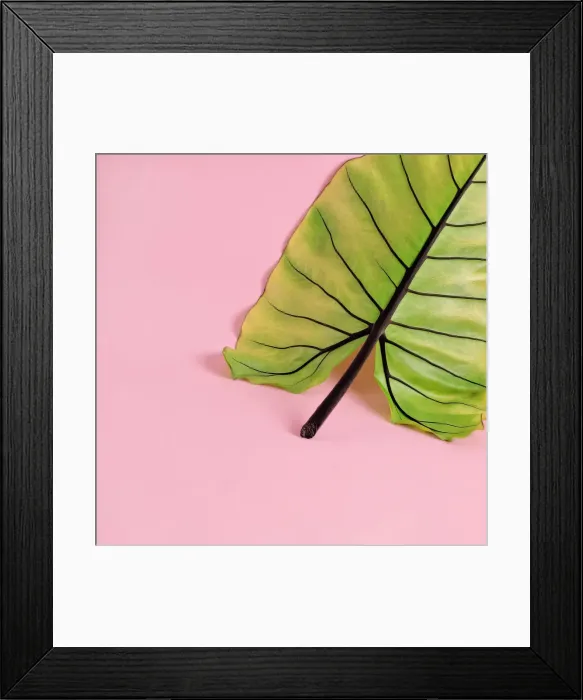 Framed Print : Elephant Ear Leaf Framed Print : Elephant Ear Leaf